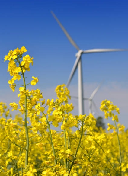 Canola oil Exporters in Canada