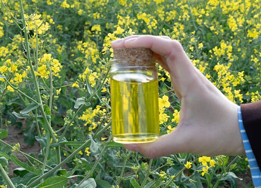 Canola oil suppliers in Canada