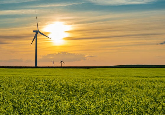 Canola oil suppliers in Canada